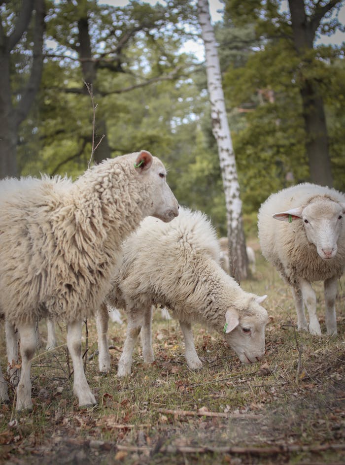 Crafting Captivating Headlines: Your awesome post title goes here Flock of sheep grazing in a lush forest setting with green trees, presenting a serene natural scene.