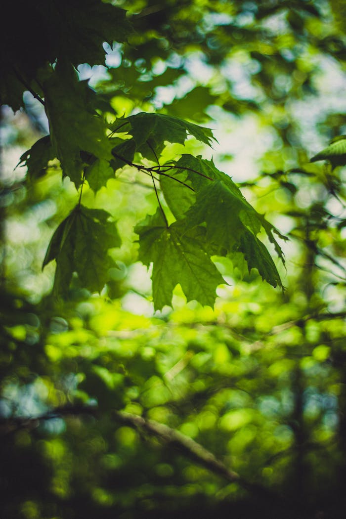 Home Pexels Photo 61098
