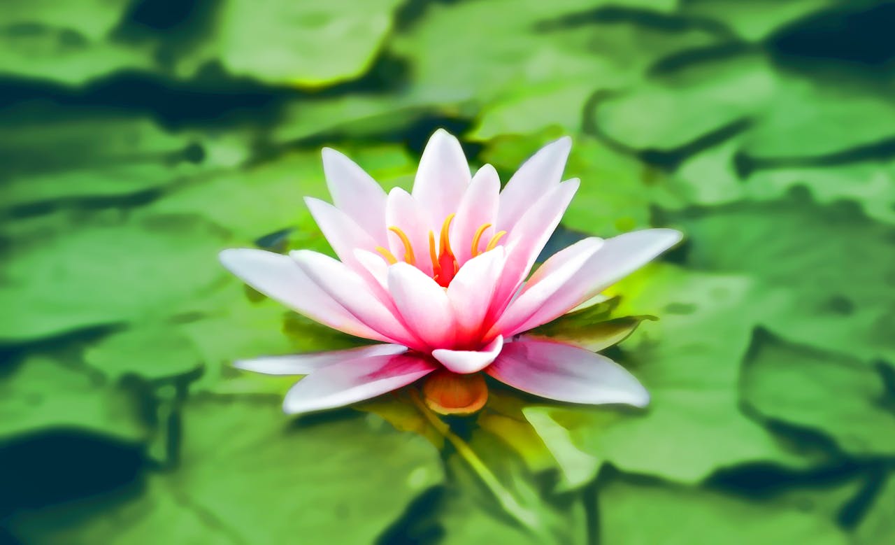 Offerings Waterlily Pink Water Lily Water Plant 158465